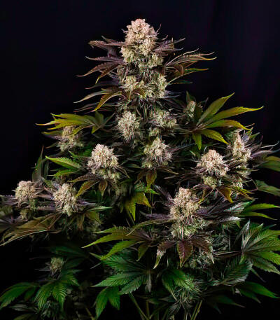 Сорт Frostbanger Auto F4 fem (FastBuds)