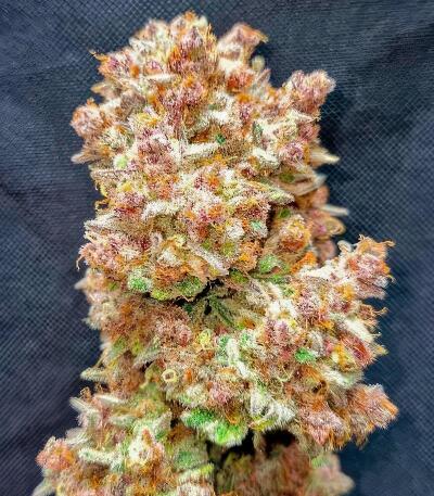Сорт Guava Auto RF3 fem (FastBuds)