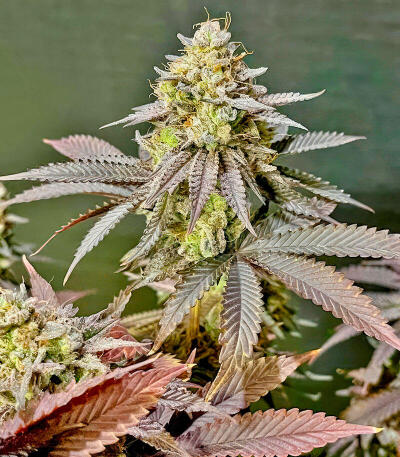 Сорт Insane OG Strain