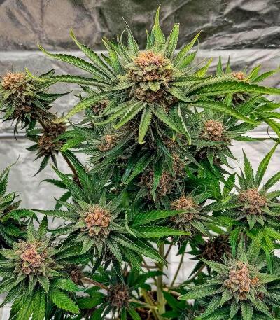 Сорт Cherry Cola Auto RF3 fem (FastBuds)