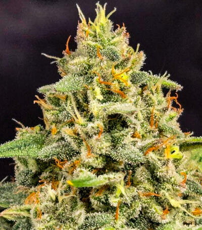 Сорт Guava Auto RF3 fem (FastBuds)