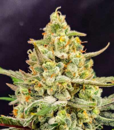 Сорт Cherry Cola Auto RF3 fem (FastBuds)