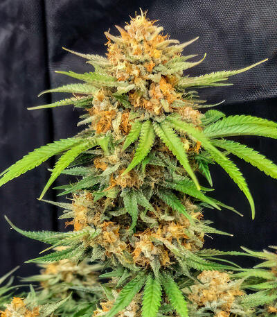 Сорт Cherry Cola Auto RF3 fem (FastBuds)