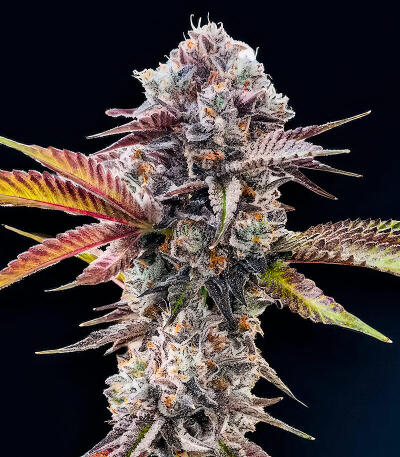 Сорт Marshmallow OG fem (Compound Genetics)