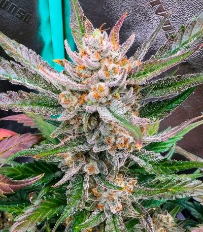 Сорт Guava Auto RF3 fem (FastBuds)