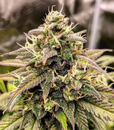 Сорт Strawberry Gorilla Auto RF3 fem (FastBuds)
