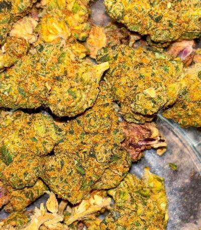 Сорт Garlic Cookies fem