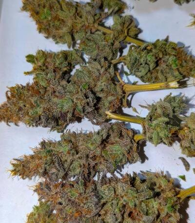 Сорт Papaya Frosting fem