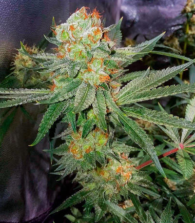 Сорт The White Fire OG fem (Seedkeepers)