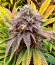 Сорт Mint Jelly Auto fem от Humboldt Seed Company