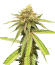 Сорт Watermelon Zkittlez Fast Version fem (Easy Grow Seeds)