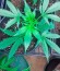 Сорт Kilimanjaro fem (World of Seeds)