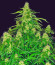 Сорт Z-Up Auto fem (FastBuds)
