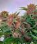 Сорт Cherry Cola Auto RF3 fem (FastBuds)