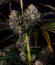 Сорт Strawberry Gorilla Auto RF3 fem (FastBuds)