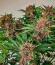 Сорт Cherry Cola Auto RF3 fem (FastBuds)
