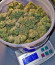 Сорт Gorilla Melon fem (FastBuds)