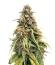 Сорт Banana Purple Punch Auto RF3 fem (FastBuds)