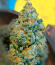 Сорт Strawberry Gorilla Auto RF3 fem (FastBuds)