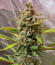 Сорт Strawberry Gorilla Auto RF3 fem (FastBuds)