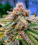 Сорт Cherry Cola Auto RF3 fem (FastBuds)
