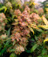 Сорт Jelly Donutz Auto fem от Humboldt Seed Company