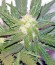 Сорт Fast Bud Auto fem (Sweet Seeds)