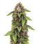 Сорт Sticky Sherbert GG fem (Seedkeepers)
