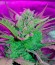 Сорт Sweet Amnesia Haze XL Auto fem (Sweet Seeds)