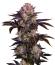Сорт Frostbanger Auto F4 fem (FastBuds)