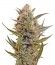 Сорт Chrystal reg (Nirvana Seeds)