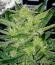 Сорт Strawberry Gorilla Auto RF3 fem (FastBuds)