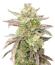 Сорт Guava Auto RF3 fem (FastBuds)