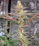 Сорт Super Boof fem от Barney's Farm