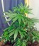 Сорт Afghan Kush fem (World of Seeds)