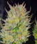 Сорт Z-Up Auto fem (FastBuds)