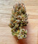 Сорт Vanilla Latte Auto fem от Humboldt Seed Company