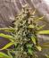 Сорт Strawberry Gorilla Auto RF3 fem (FastBuds)