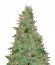 Сорт El Alquimista Auto fem (Samsara Seeds)