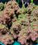 Сорт Guava Auto RF3 fem (FastBuds)