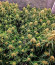 Сорт Frostbanger Auto fem (FastBuds)