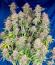 Сорт Banana Purple Punch Auto RF3 fem (FastBuds)