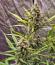 Сорт Strawberry Gorilla Auto RF3 fem (FastBuds)