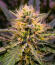 Сорт Guava Auto RF3 fem (FastBuds)