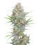 Сорт Z-Up Auto fem (FastBuds)
