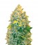 Сорт Auto Chronic Monster XXL fem (Victory Seeds)