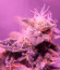 Сорт Durban Poison Auto fem от Humboldt Seed Company
