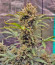 Сорт Z-Up Auto fem (FastBuds)