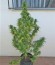 Сорт Buddha Kraken fem (Buddha Seeds)