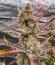Сорт Strawberry Gorilla Auto RF3 fem (FastBuds)
